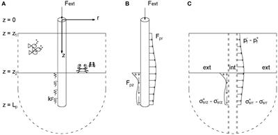 The influence of contact relaxation on underwater noise emission and seabed vibrations due to offshore vibratory pile installation